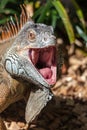 Iguana with mouth open