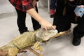 Children in a contact zoo touch a sleeping iguana