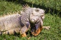 The iguana in nature Sauropsida