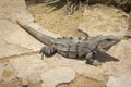 The iguana in nature Sauropsida