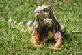 The iguana in nature Sauropsida