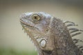 The iguana in nature Sauropsida