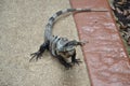 iguana. Nature, tropics, Caribbean, Yucatan, Mexic