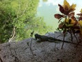 Iguana near the Lake Royalty Free Stock Photo