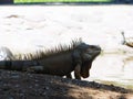 An iguana resting in sunlight Royalty Free Stock Photo