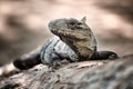 Iguana nego Royalty Free Stock Photo
