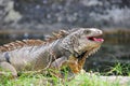 Iguana with open mouth to cool down from the heat. Royalty Free Stock Photo
