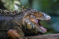 Iguana with open mouth close up portrait details of an Iguana reptile head close-up Lizard on a tree brunch in Parque das aves Foz Royalty Free Stock Photo