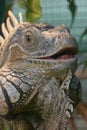 Iguana open mouth