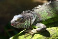 Iguana with opened mouth Royalty Free Stock Photo