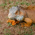 Iguana orange wild male lizard tropical exotic animal close up Trinidad and Tobago square