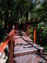 Iguana ornamenting the wood bridge Royalty Free Stock Photo