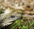 Iguana outdoor. Lizard Royalty Free Stock Photo