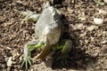 Iguana in park Royalty Free Stock Photo
