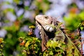 Iguana in park in Florida