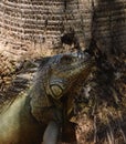 An iguana in the park