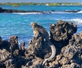 Iguana perched on lava rock in a bay in the Galopagos. Royalty Free Stock Photo