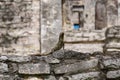 Iguana perched regally on a stone wall in front of mayan ruins