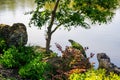 Iguana perched upon a rock by the lake Royalty Free Stock Photo