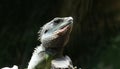 Iguana perched on a tree branch surveying their surroundings with watchful eyes