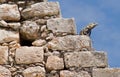 Iguana perched on the Wizard's Pyramid in Uxmal Royalty Free Stock Photo