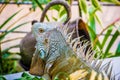 Iguana Photo Close-up portrait Large Green