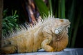 Iguana Photo Close-up portrait Large Green