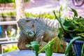 Iguana Photo Close-up portrait Large Green