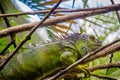 Iguana Photo Close-up portrait Large Green