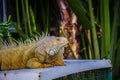 Iguana Photo Close-up portrait Large Green