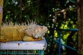 Iguana Photo Close-up portrait Large Green