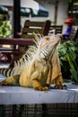 Iguana Photo Close-up portrait Large Green Royalty Free Stock Photo