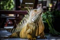 Iguana Photo Close-up portrait Large Green