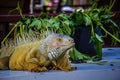 Iguana Photo Close-up portrait Large Green