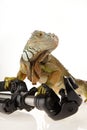 Iguana in photography accessories