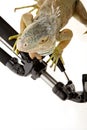 Iguana in photography accessories