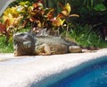 Iguana poolside Royalty Free Stock Photo