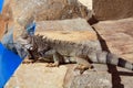 Iguana poolside Royalty Free Stock Photo