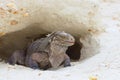 Iguana popped out of the cave, opening her red mouth