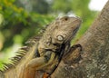 Iguana Portrait Royalty Free Stock Photo