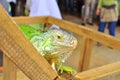 Iguana portrait Royalty Free Stock Photo