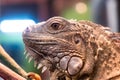 Iguana portrait close up head shot Royalty Free Stock Photo