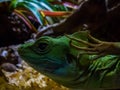 Iguana