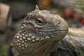 Iguana, Portrait, Cuba Royalty Free Stock Photo