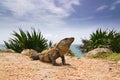 Iguana portrait Royalty Free Stock Photo