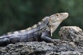 Iguana, Costa Rica Royalty Free Stock Photo