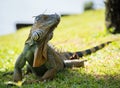 Iguana portrait Royalty Free Stock Photo