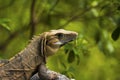 Iguana portrait in Yucatan