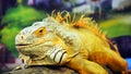 An Iguana poses for its portrait. Royalty Free Stock Photo