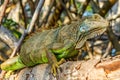 Iguana posing closely on top of a tree.